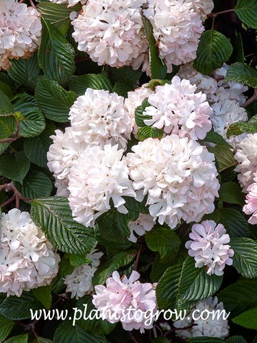 Mary Milton Doublefile Viburnum (V. plicatum var plicatum)